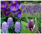 ../../wp-content/uploads/2013/06/lavender.png