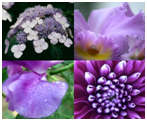 purple